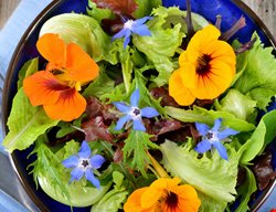 Edible Flowers
Garden Design
Calimesa, CA