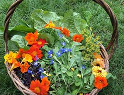 Edible Flowers In Basket
Garden Design
Calimesa, CA
