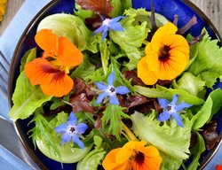Edible Flowers On Salad
Shutterstock.com
New York, NY