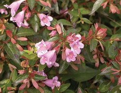 Edward Goucher Abelia, Pink Flowering Shrub
Millette Photomedia
