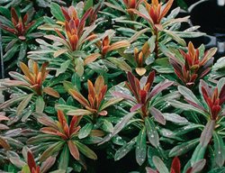 Efanthia Wood Spurge, Euphorbia Amygdaloides Hybrid
Proven Winners
Sycamore, IL
