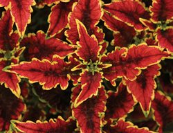 El Brighto Coleus, Plectranthus Scutellarioides
Proven Winners
Sycamore, IL