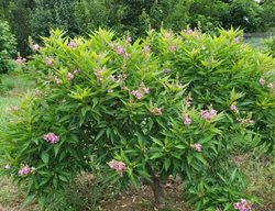 El Nino Chitalpa, Chitalpa Hybrid
Proven Winners
Sycamore, IL