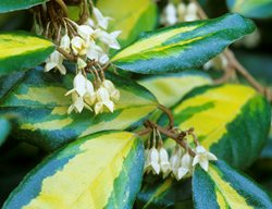 Elaeagnus Pungens
Garden Design
Calimesa, CA