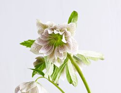 Elegance White
Garden Design
Calimesa, CA