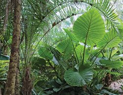 Elephant Ear, Alocasia Calidora
Garden Design
Calimesa, CA
