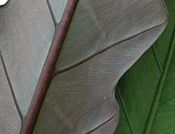 Elephant Ear, Alocasia Lauterbachiana
Garden Design
Calimesa, CA