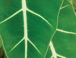 Elephant Ear, Alocasia Micholitziana
Garden Design
Calimesa, CA