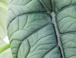 Elephant Ear, Alocasia Rugosa
Garden Design
Calimesa, CA