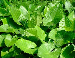 Elephant Ear, Alocasia
Shutterstock.com
New York, NY