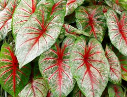 Elephant Ear, Caladium, Tricolor
Shutterstock.com
New York, NY