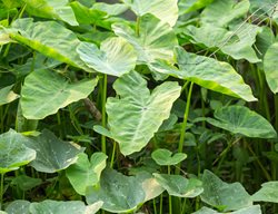 Elephant Ear, Colocasia
Shutterstock.com
New York, NY