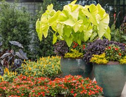 Elephant Ear Container Planting, Atlanta Botanical Garden
Garden Design
Calimesa, CA
