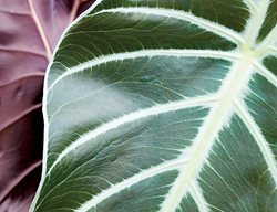 Elephant Ear Hybrid, Purple Prince
Garden Design
Calimesa, CA
