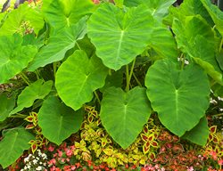 Elephant Ear Plant, Colocasia Esculenta
Garden Design
Calimesa, CA