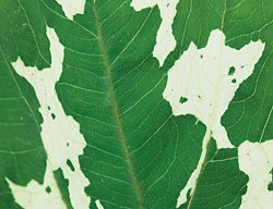 Elephant Ear Plant, Hilo Beauty
Garden Design
Calimesa, CA