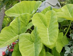 Elephant Ear, Xanthosoma
Alamy Stock Photo
Brooklyn, NY