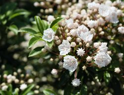 Elf Mountain Laruel, Kalmia Latifolia
Shutterstock.com
New York, NY