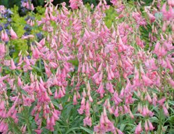 Elfin Pink, Penstemon Barbatus
Walters Gardens
