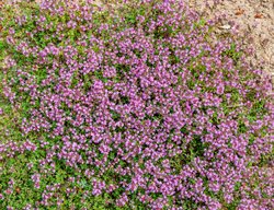 Elfin Thyme, Thymus Serpyllum 'elfin'
Shutterstock.com
New York, NY