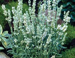 Ellagance Ice Lavender, White Lavender
Kieft Seed
West Chicago, IL