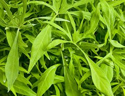 Emerald Lace Sweet Potato Vine, Ipomoea Batatas
Proven Winners
Sycamore, IL