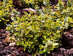 Emerald ‘n’ Gold Wintercreeper Euonymus, Euonymus Fortune, Evergreen Euonymus
Garden Design
Calimesa, CA