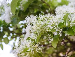 Emerald Snow Loropetalum, White Fringe Flower, Shang-White
Shutterstock.com
New York, NY