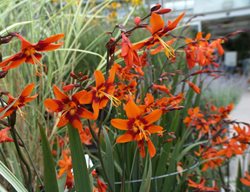 Emily Mckenzie Crocosmia, Orange Flowers
Millette Photomedia
