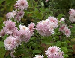 Emperor Of China, Rubellum Mum
Alamy Stock Photo
Brooklyn, NY
