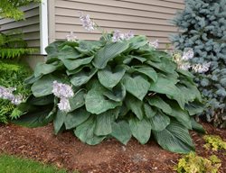Empress Wu Hosta, Shade Plant, Larg Foliage
Proven Winners
Sycamore, IL