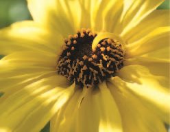 Encelia Californica
Garden Design
Calimesa, CA