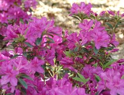 Encore Autumn Amethyst Azalea, Rhododendron Azalea
Flickr
