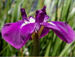 End Of Season Plant Sale
Garden Design
Calimesa, CA