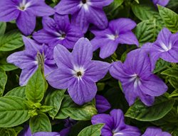 Endless Illumination, Shade Annual, Browallia
Proven Winners
Sycamore, IL