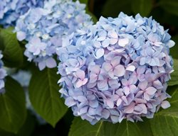 Endless Summer Hydrangea, Bigleaf Hydrangea, Hydrangea Macrophylla 'balimer'
Shutterstock.com
New York, NY
