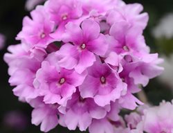 Endurascape Pink Bicolor Verbena, Bicolor Verbena, Pink Flowers
All-America Selections
Downers Grove, IL