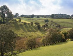 English Countryside, Tour
Garden Design
Calimesa, CA