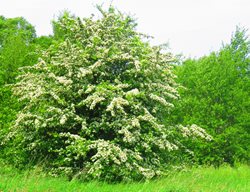 English Hawthorn, Crataegus Laevigata, Hawthorn Tree 
Shutterstock.com
New York, NY