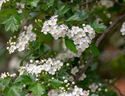English Hawthorn, Cratageus Laevigata
Shutterstock.com
New York, NY