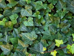English Ivy, Green Leaves, Ivy Plant
Shutterstock.com
New York, NY