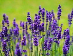 English Lavender, Lavandula Angustifolia
Garden Design
Calimesa, CA