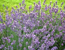 English Lavender, Munstead
Burpee
Warminster, PA
