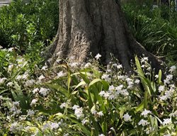 Ephemerals Planted Under Tree
Garden Design
Calimesa, CA