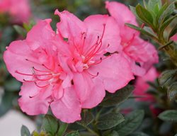 Epic Coral Reblooming Azalea, Rhododendron X
Proven Winners
Sycamore, IL