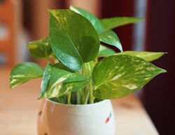 Epipremnum Aureum, Trailing Houseplant
Shutterstock.com
New York, NY