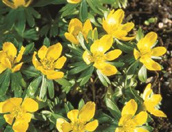 Eranthis Hyemalis, Winter Aconite
Garden Design
Calimesa, CA