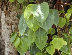 Eric Guinther
Garden Design
Calimesa, CA