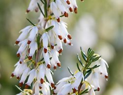 Erica Carnea, Springwood White, White Blossoms
Garden Design
Calimesa, CA
