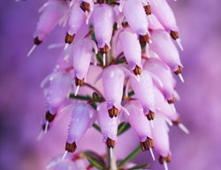 Erica Carnea, Vivellii, Evergreen
Garden Design
Calimesa, CA